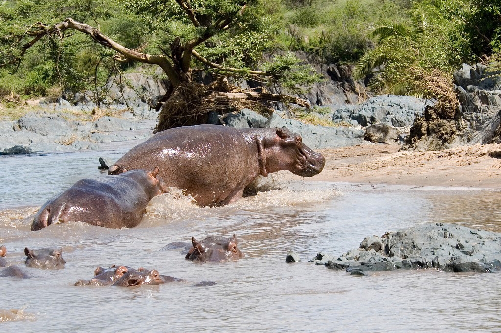 Serengeti Fldhest03.jpg - Hippopotamus (Hippopotamus amphibius), Tanzania March 2006